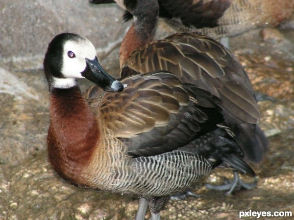 Creation of Lovely Weather for Ducks: Step 1